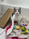 Karena KITTEN photo 2
