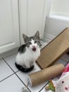 Karena KITTEN photo 3