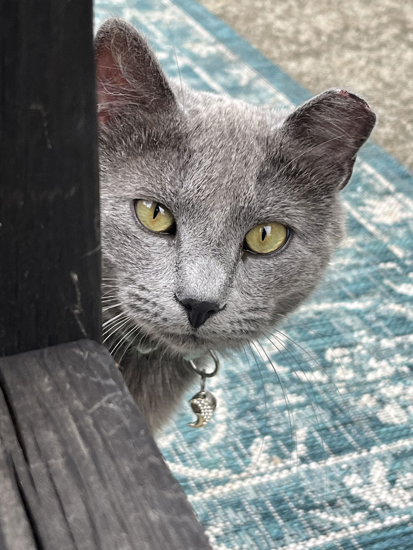 Mochi: Not at shelter (Erica)