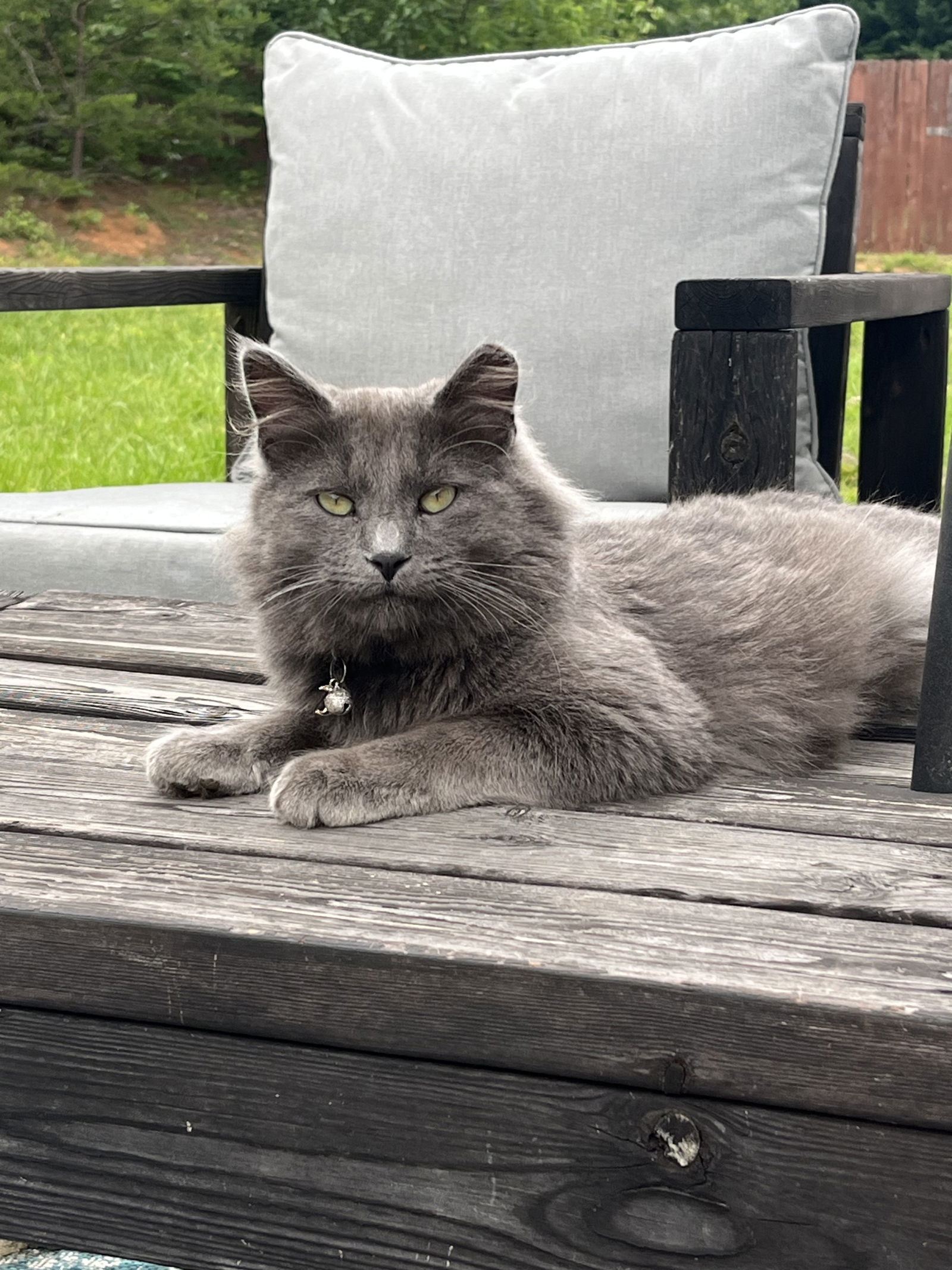 Mochi: Not at shelter (Erica)