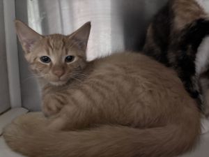Buck - At shelter, Young Male Domestic Short Hair