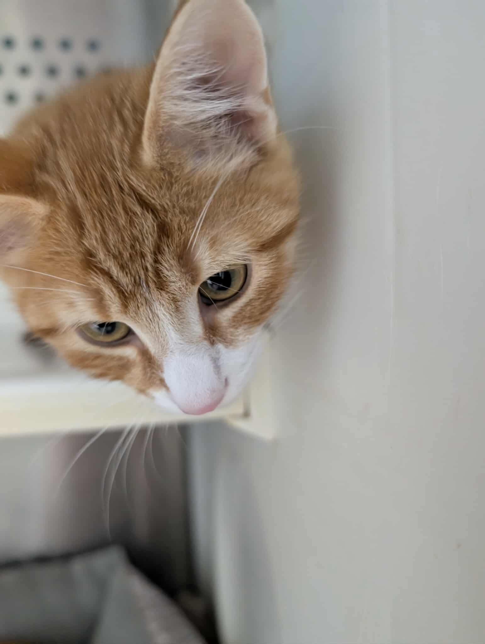 Clem: At shelter