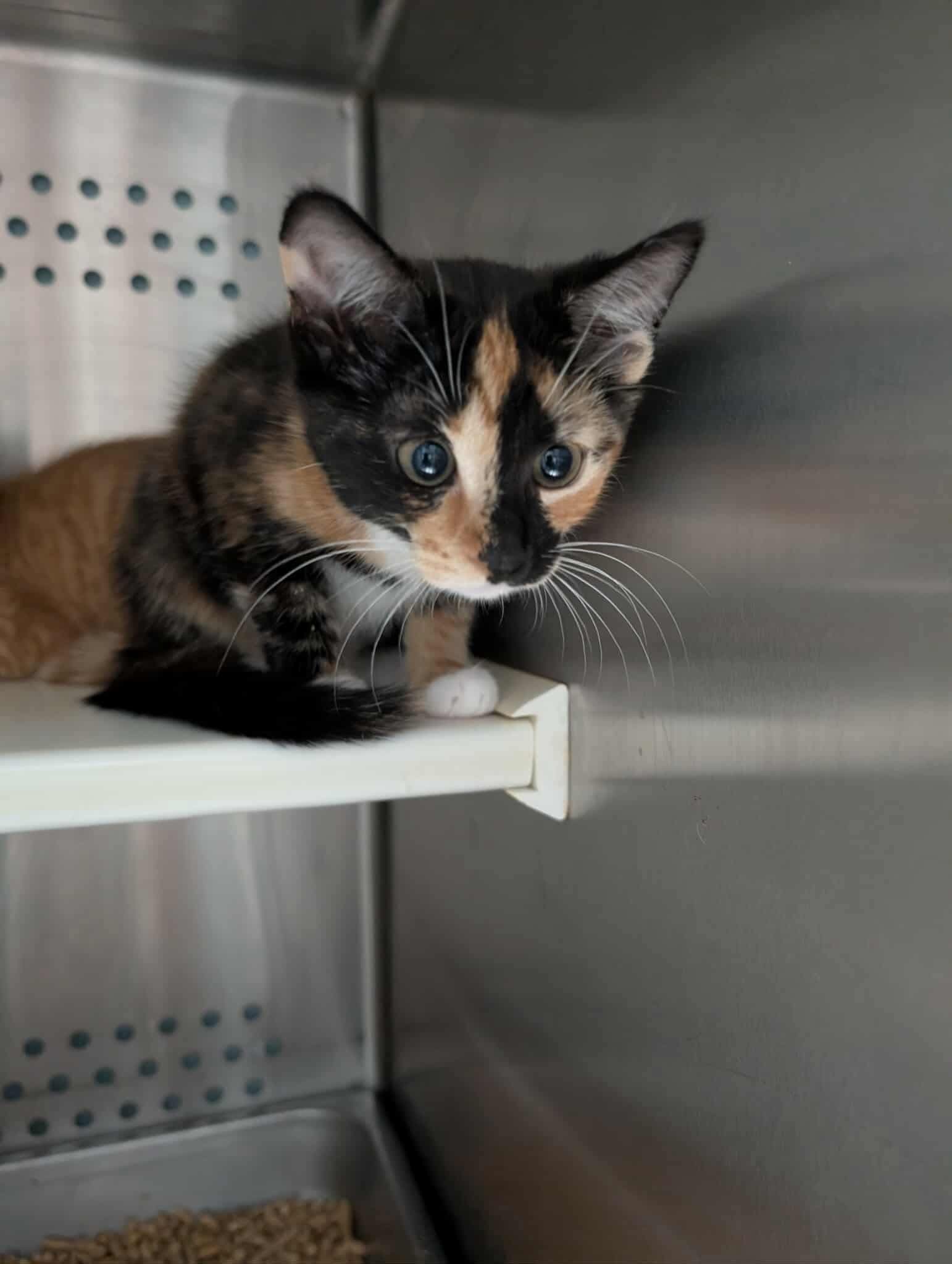 Apricot - At shelter
