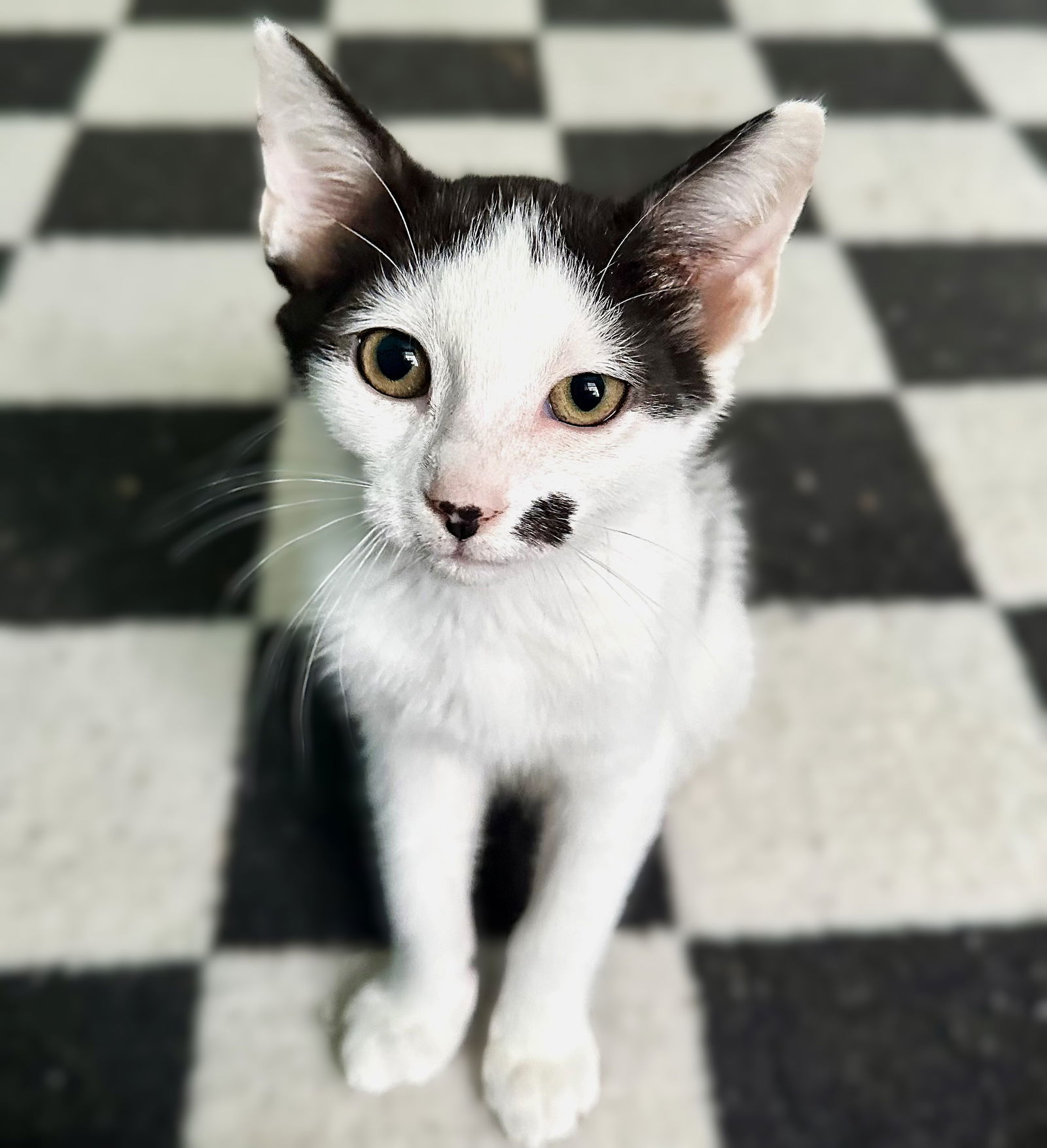 Spot