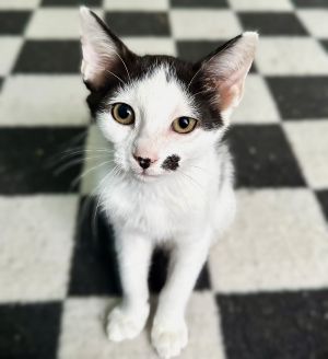 Spot, Baby Male Domestic Short Hair