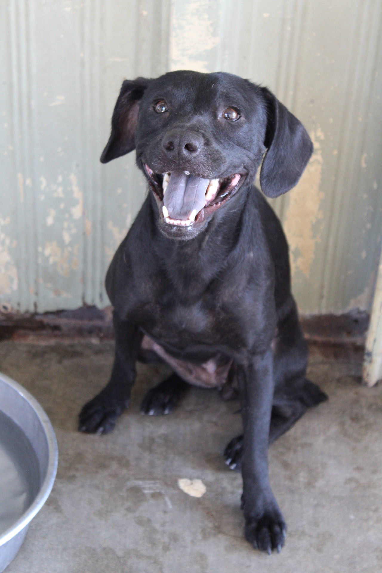 Wanda, an adoptable Spaniel in El Centro, CA, 92243 | Photo Image 1