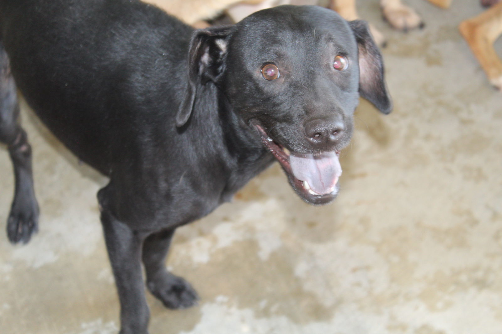 Wanda, an adoptable Spaniel in El Centro, CA, 92243 | Photo Image 2