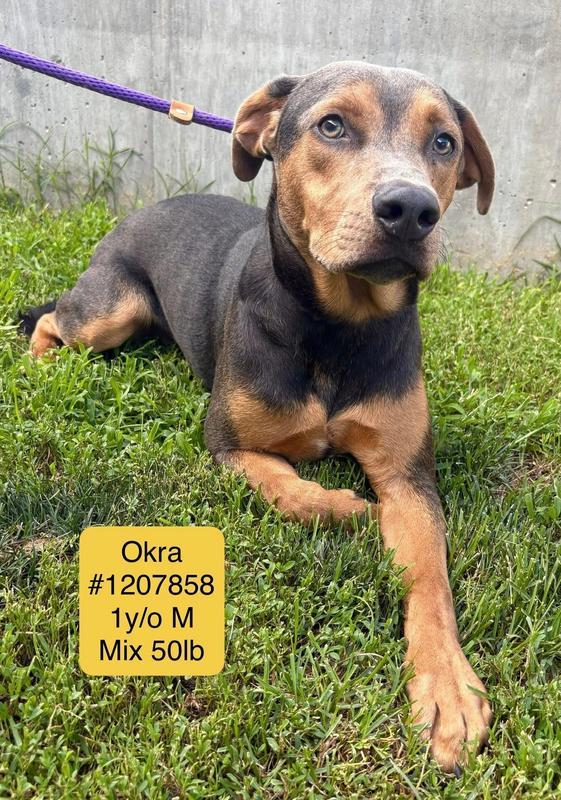 Okra
