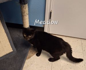Meadow #queen-of-cuddles Bombay Cat