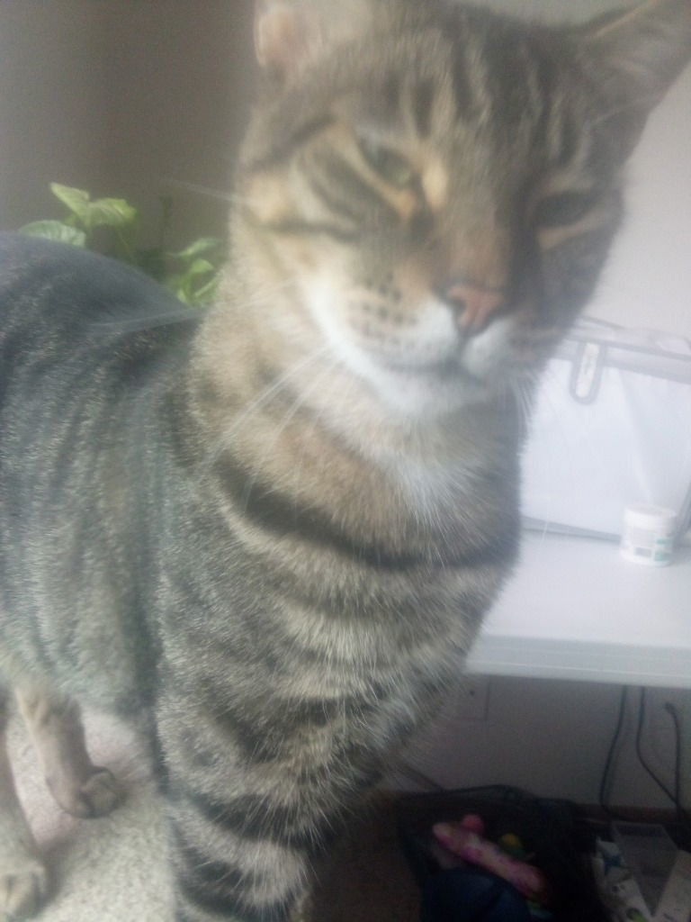 Purr-fect