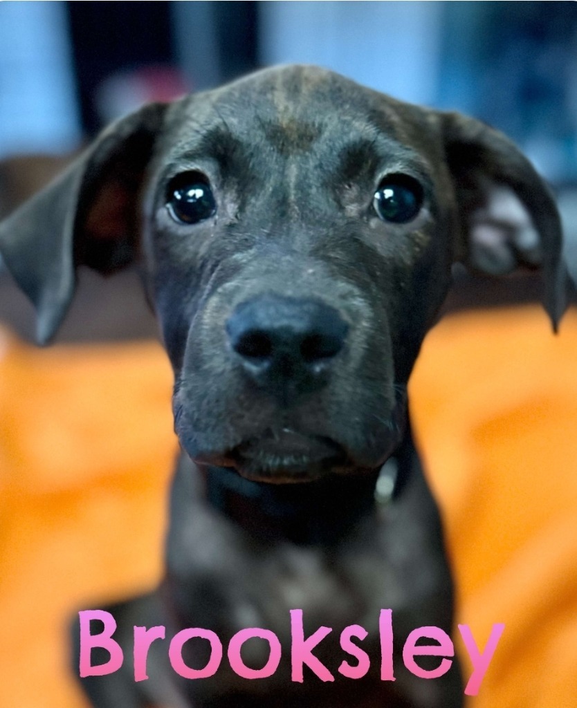 Brooksley