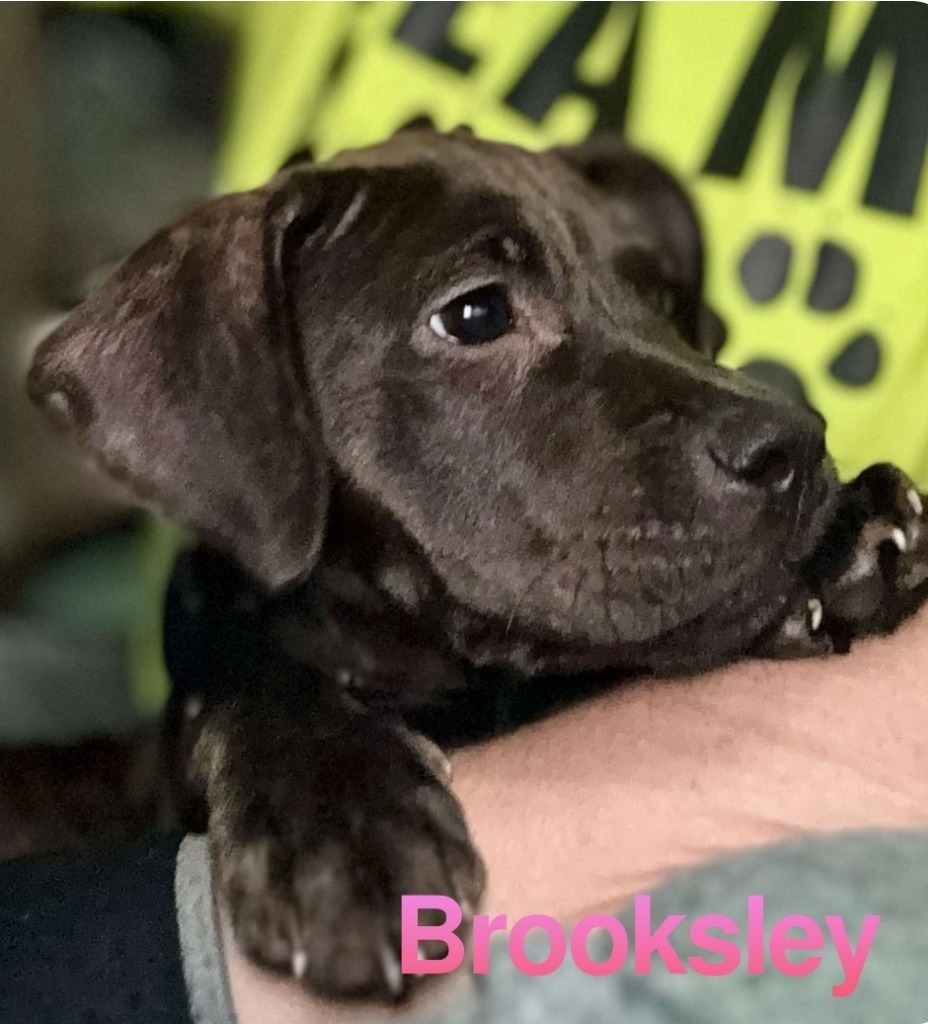Brooksley