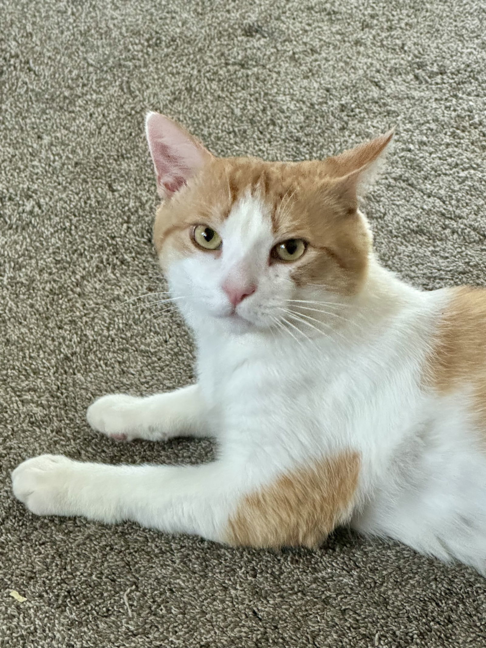 Howard