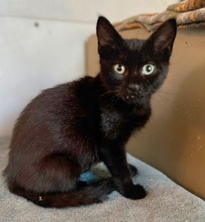 Buttercup Powerpuff, Baby Female Domestic Short Hair