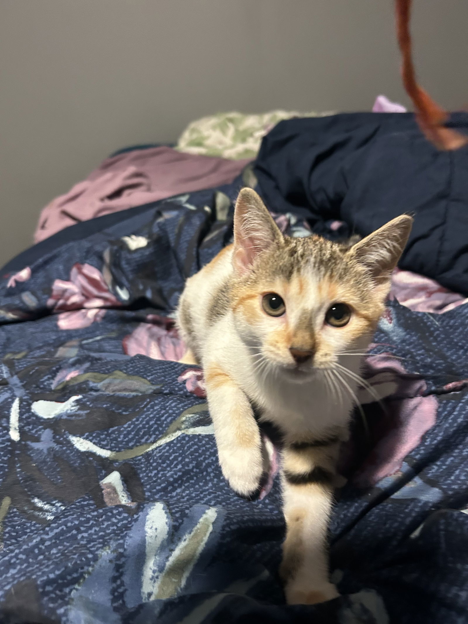 Carrot, an adoptable Domestic Short Hair, Calico in Duluth, MN, 55807 | Photo Image 1