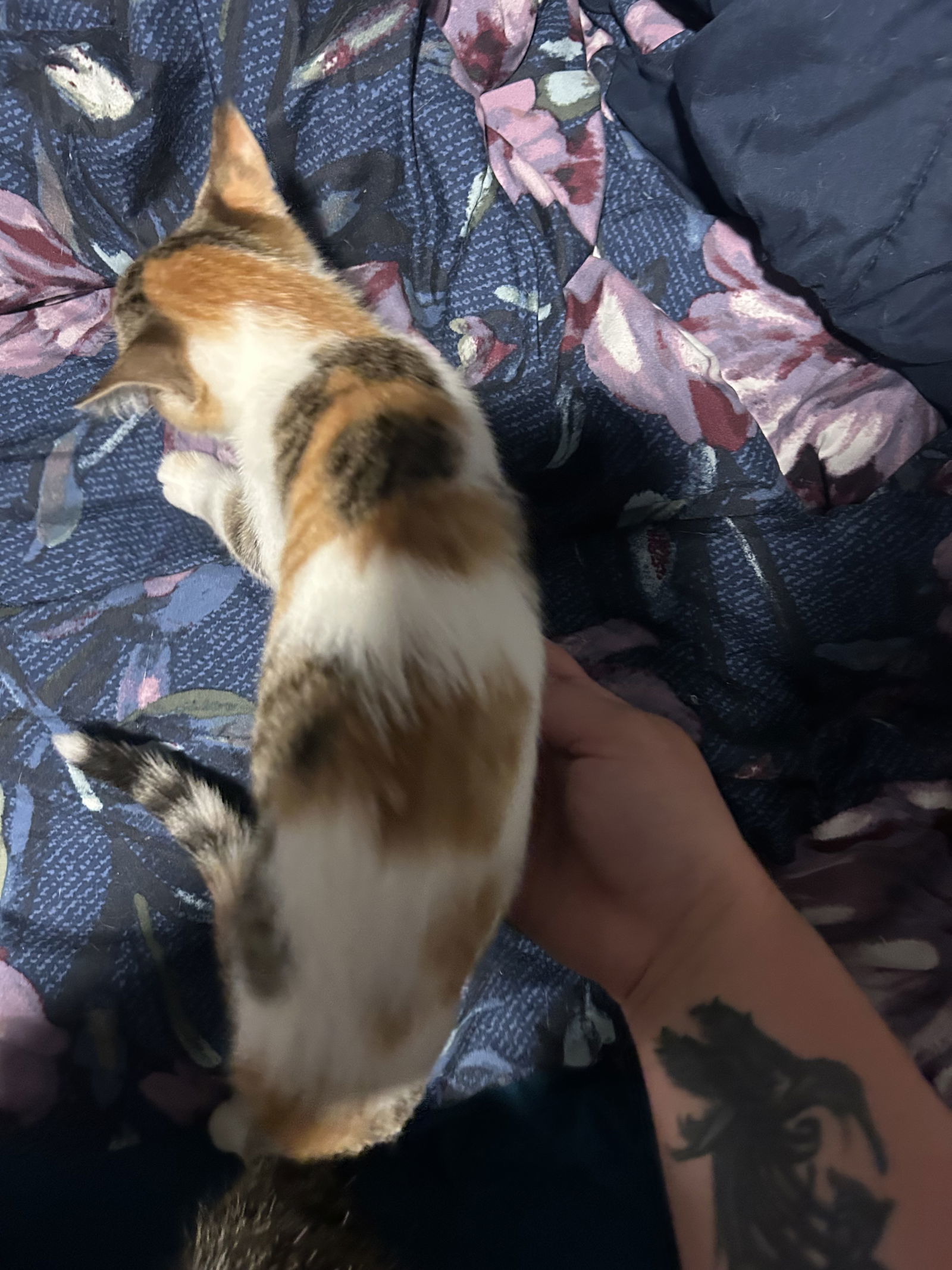 Carrot, an adoptable Domestic Short Hair, Calico in Duluth, MN, 55807 | Photo Image 2