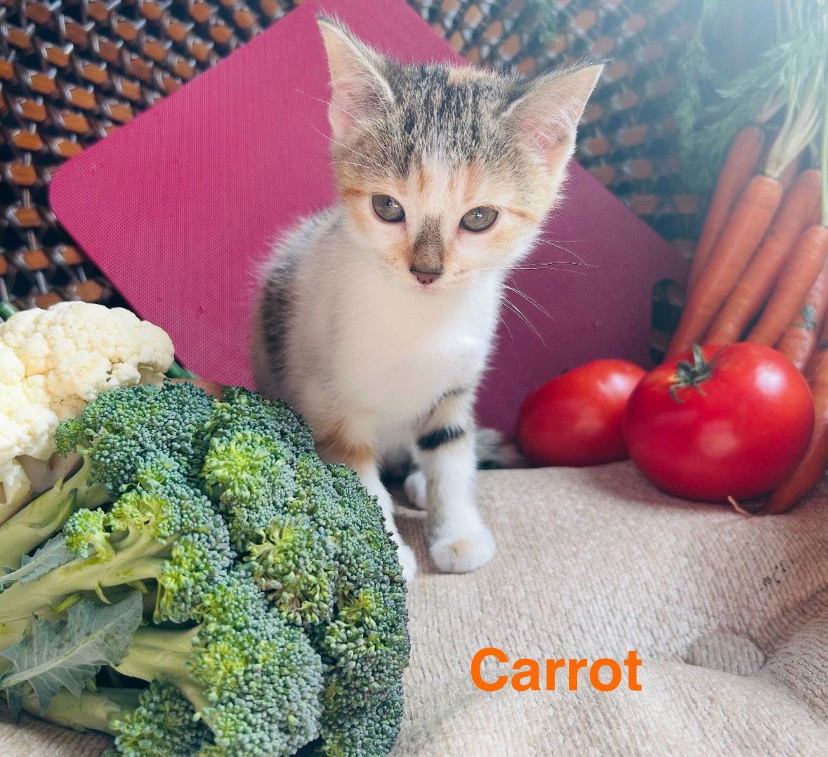Carrot, an adoptable Domestic Short Hair, Calico in Duluth, MN, 55807 | Photo Image 3