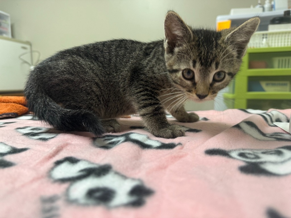 Sylvie, an adoptable Domestic Short Hair in Grand Rapids, MN, 55744 | Photo Image 1