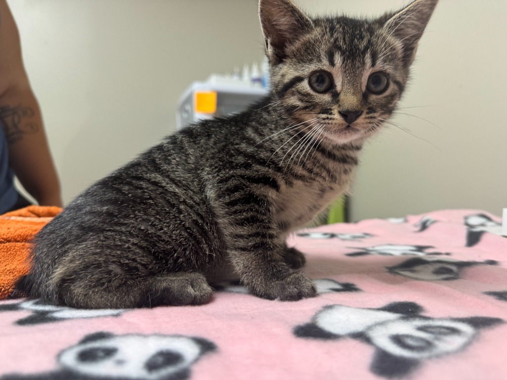 Rosie, an adoptable Domestic Short Hair in Grand Rapids, MN, 55744 | Photo Image 1