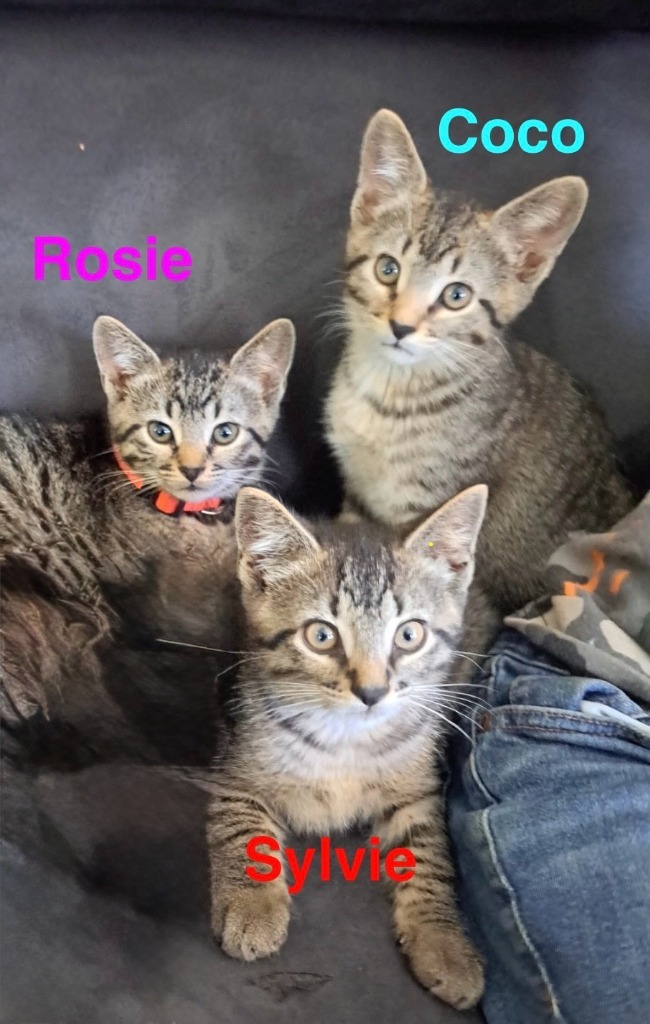 Rosie, an adoptable Domestic Short Hair in Grand Rapids, MN, 55744 | Photo Image 2