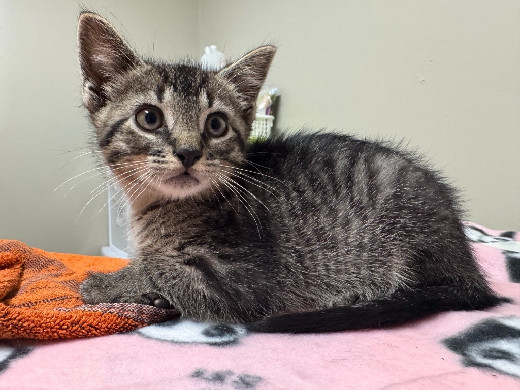 Coco, an adoptable Domestic Short Hair in Grand Rapids, MN, 55744 | Photo Image 1