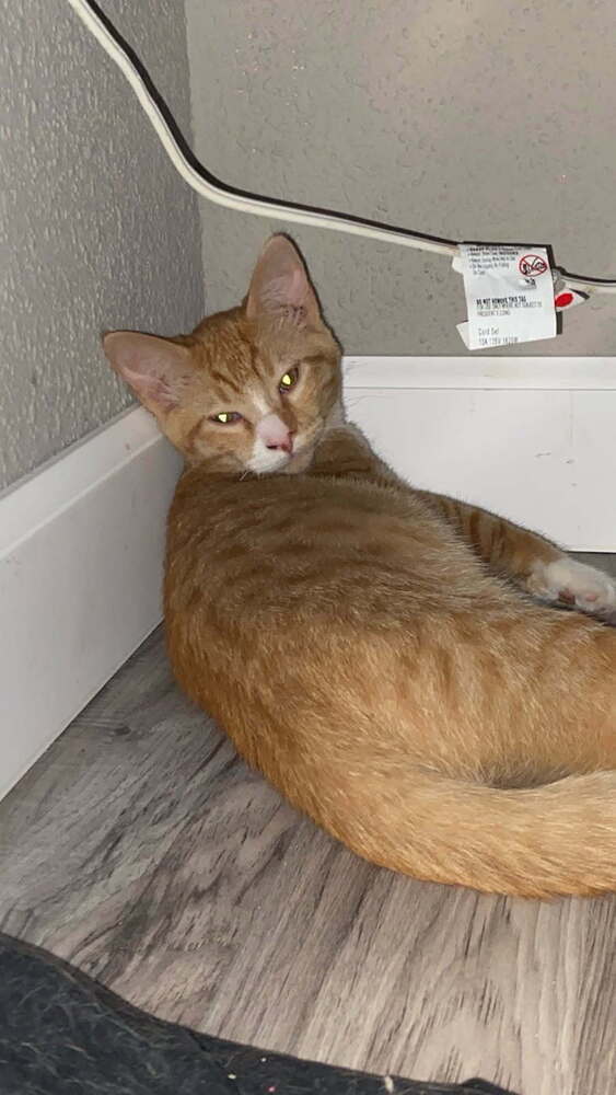 Mr Ming, an adoptable Domestic Short Hair in Boone, CO, 81025 | Photo Image 1