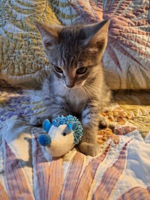 Will, Baby Male Tabby
