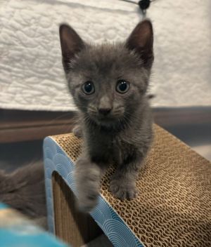 Gary, Baby Male Domestic Short Hair