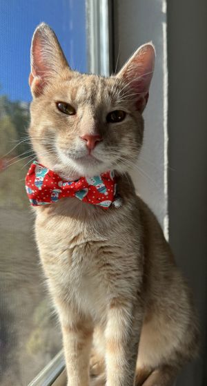 Butternut, Adult Female Domestic Short Hair