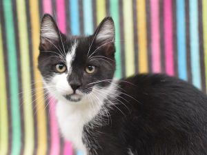Prince, Baby Male Domestic Short Hair