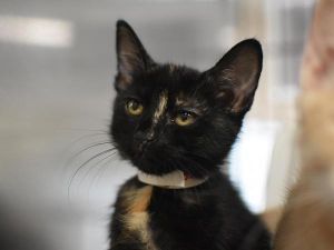 Lei, Baby Female Domestic Short Hair