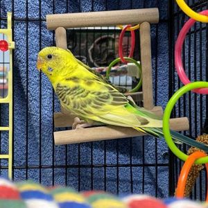 Hi there Im Summer Im a sweet young female budgie looking for my new forever home Im a bit s