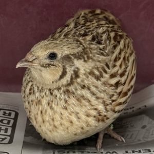 EGG-LAYING Hello My name is Cinnamon and Im a Japanese quail also called Cot