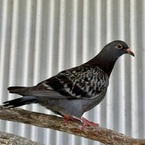Greetings Im Petrie an adult pigeon In my glory days I was a Racing pigeon but now Im ready t