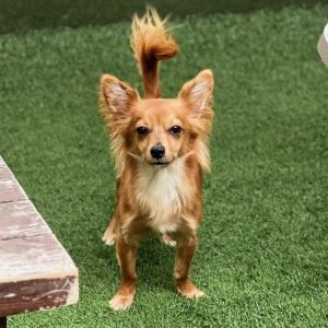 Salutations and good day all you wonderful people my name is Tino Im a neutered one year old ch