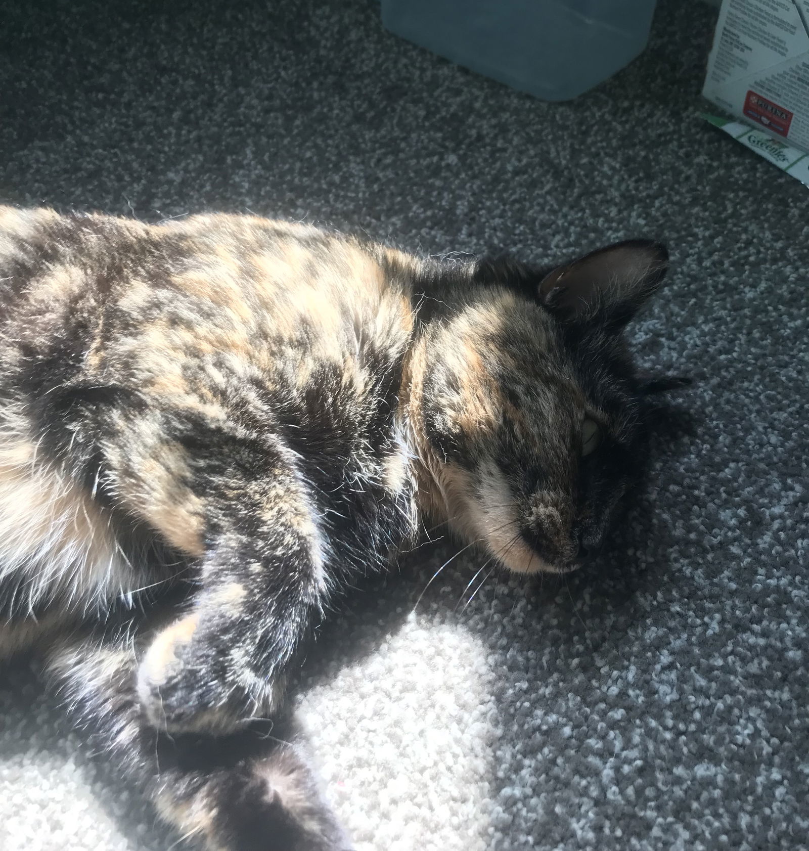 Miss Kitty, an adoptable Domestic Short Hair, Calico in Traverse City, MI, 49686 | Photo Image 1