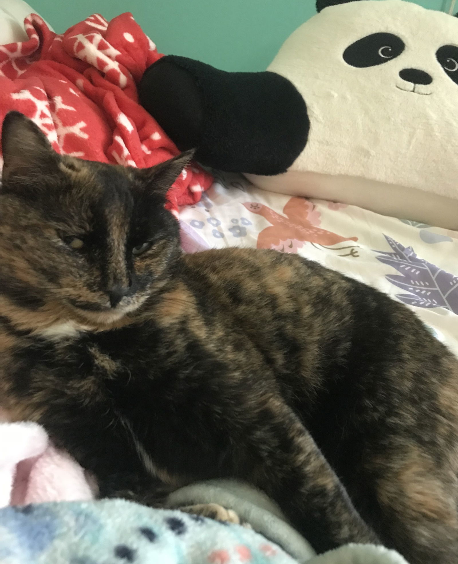 Miss Kitty, an adoptable Domestic Short Hair, Calico in Traverse City, MI, 49686 | Photo Image 2