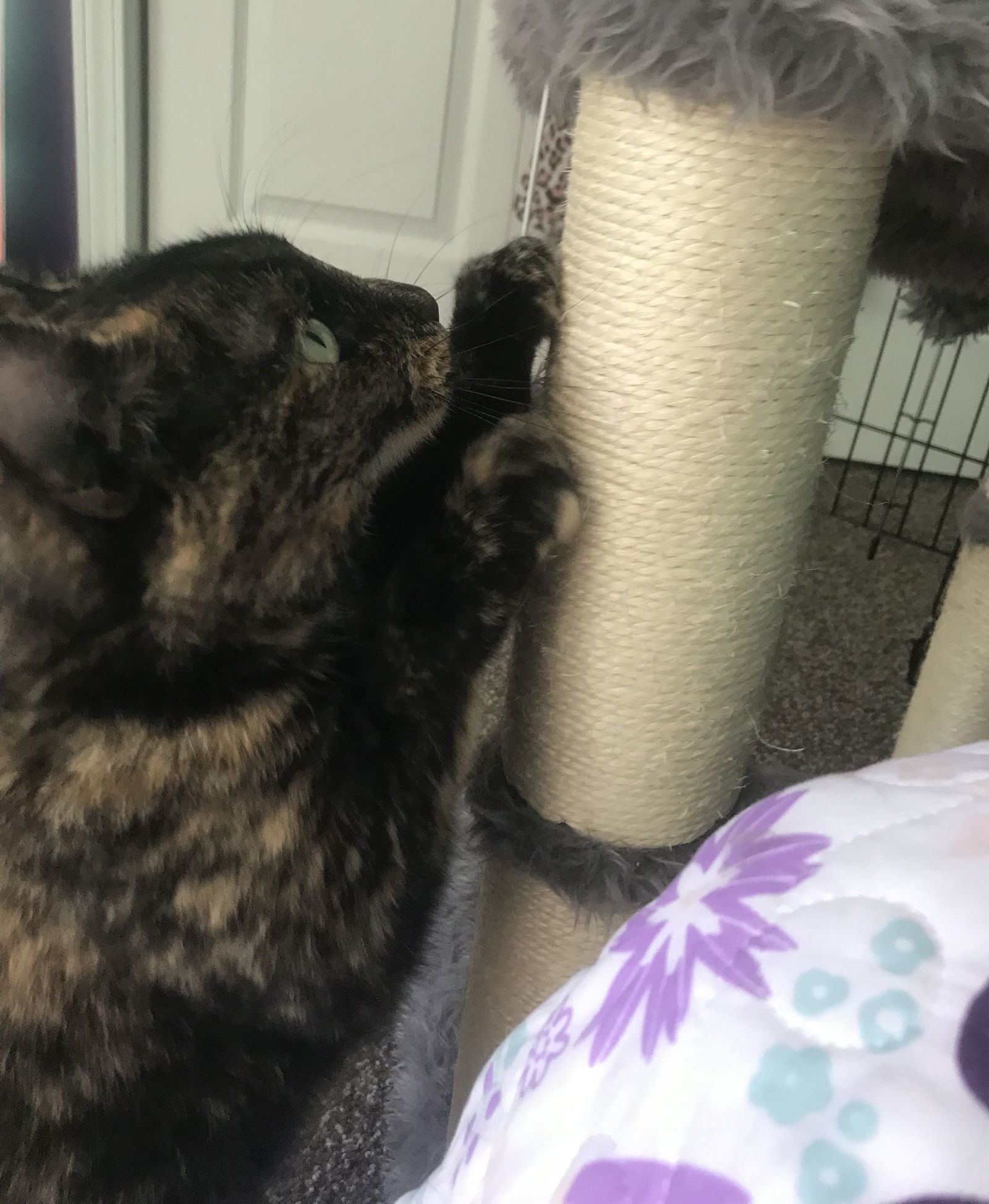 Miss Kitty, an adoptable Domestic Short Hair, Calico in Traverse City, MI, 49686 | Photo Image 3