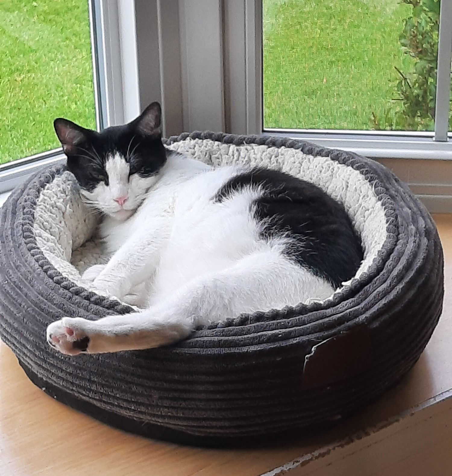 Marco, an adoptable Domestic Short Hair in Traverse City, MI, 49686 | Photo Image 1