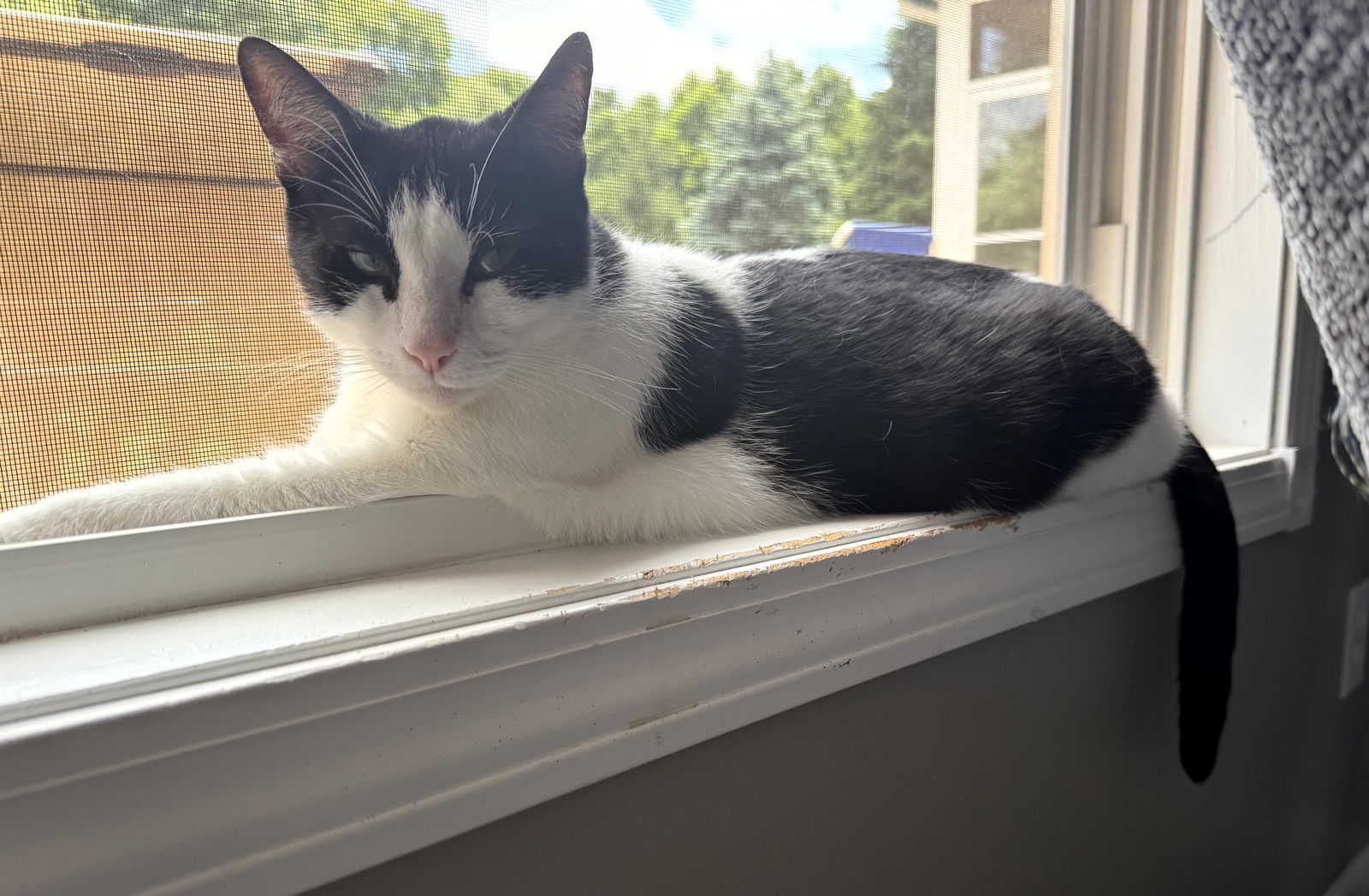 Marco