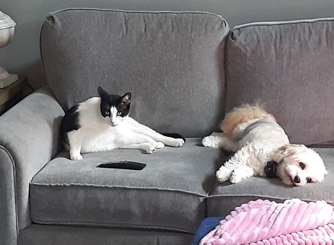 Marco, an adoptable Domestic Short Hair in Traverse City, MI, 49686 | Photo Image 3