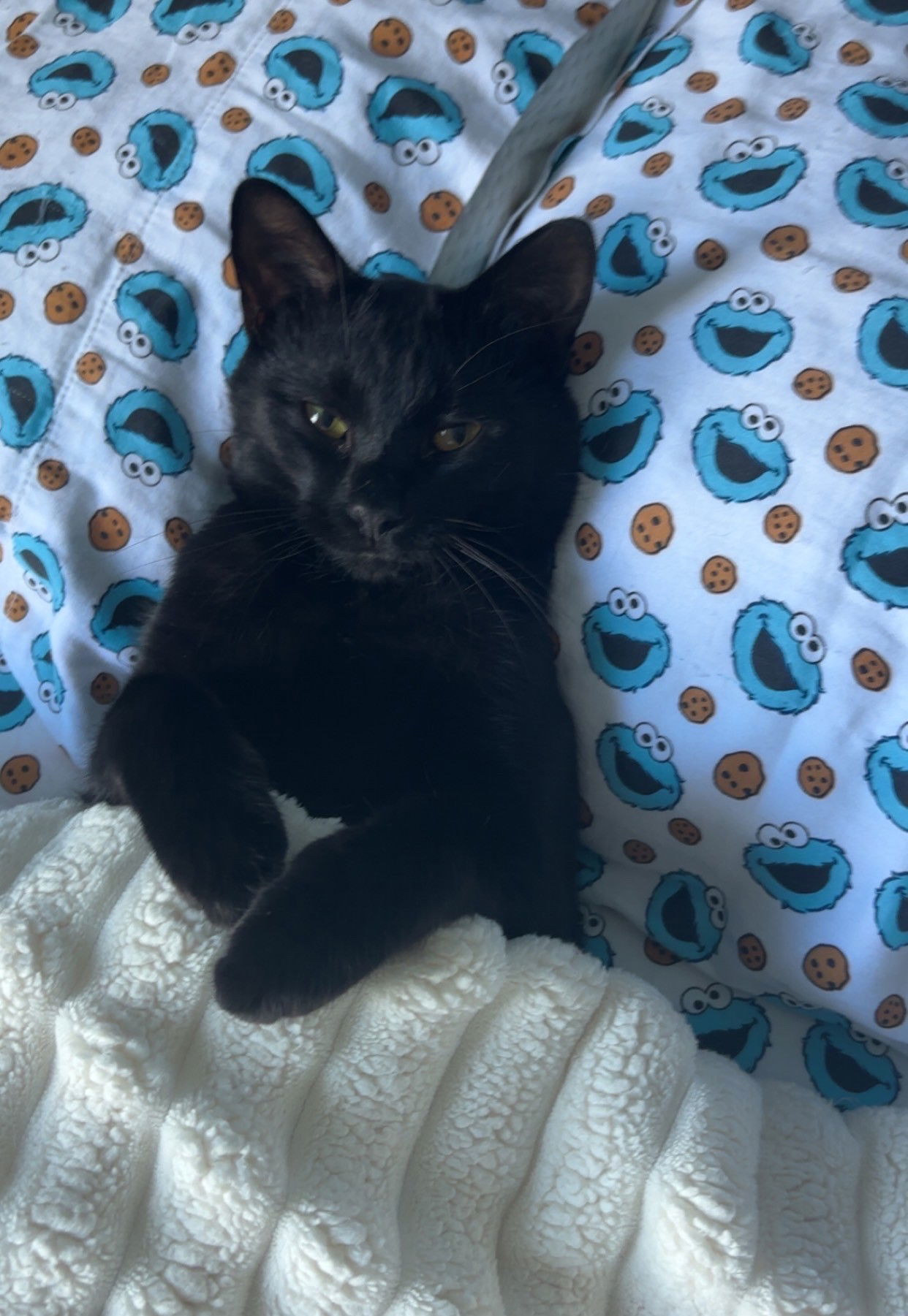 Scotty, an adoptable Domestic Short Hair in Traverse City, MI, 49686 | Photo Image 1