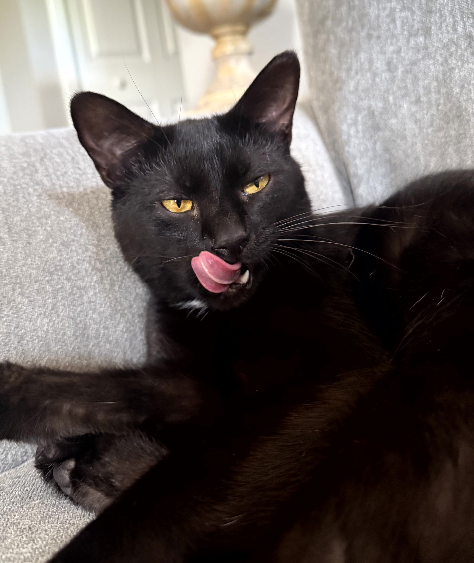 Scotty, an adoptable Domestic Short Hair in Traverse City, MI, 49686 | Photo Image 2