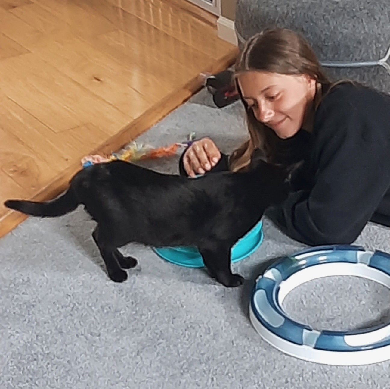 Scotty, an adoptable Domestic Short Hair in Traverse City, MI, 49686 | Photo Image 2