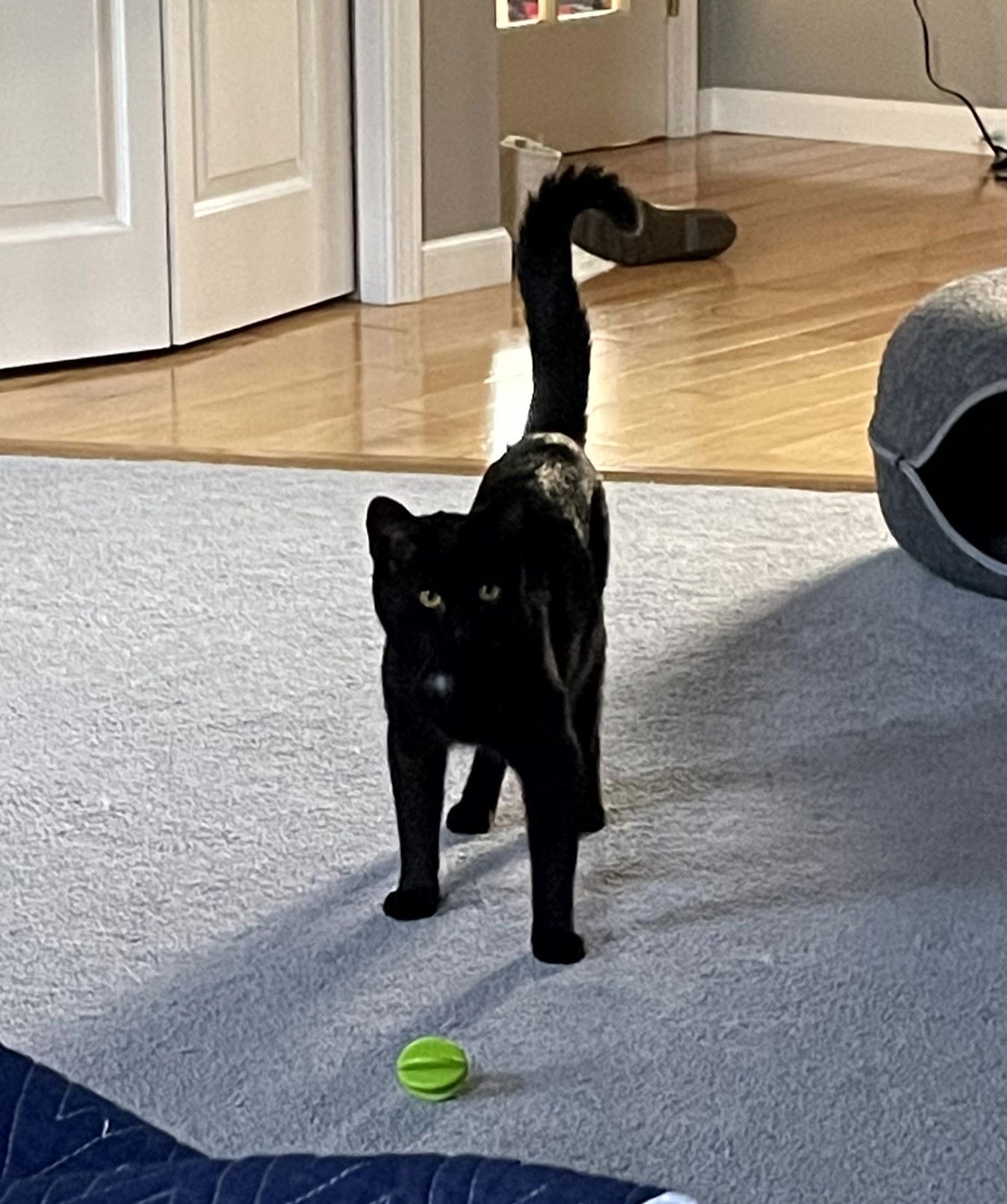 Scotty, an adoptable Domestic Short Hair in Traverse City, MI, 49686 | Photo Image 3