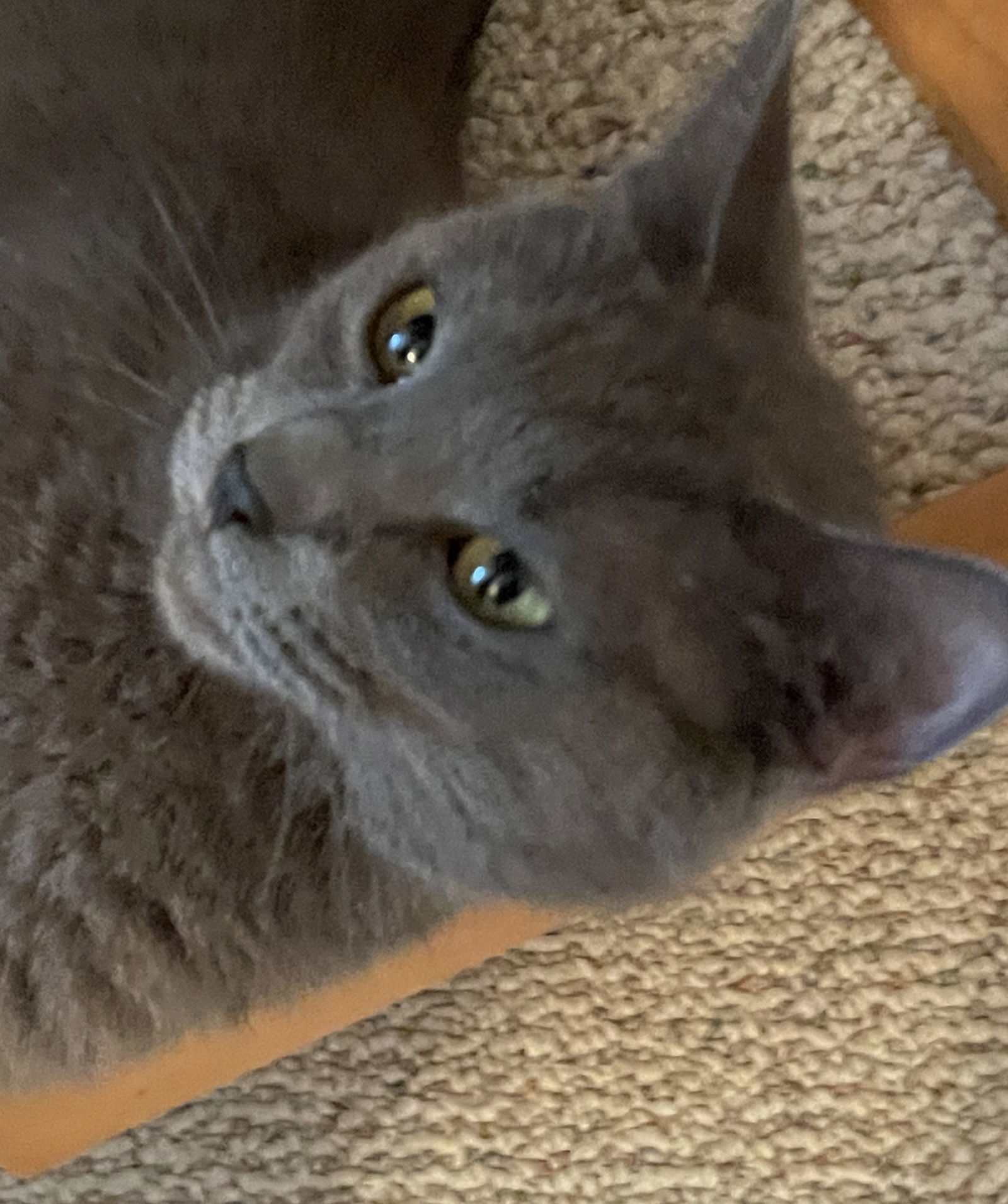 Ashley, an adoptable Domestic Short Hair in Traverse City, MI, 49686 | Photo Image 1