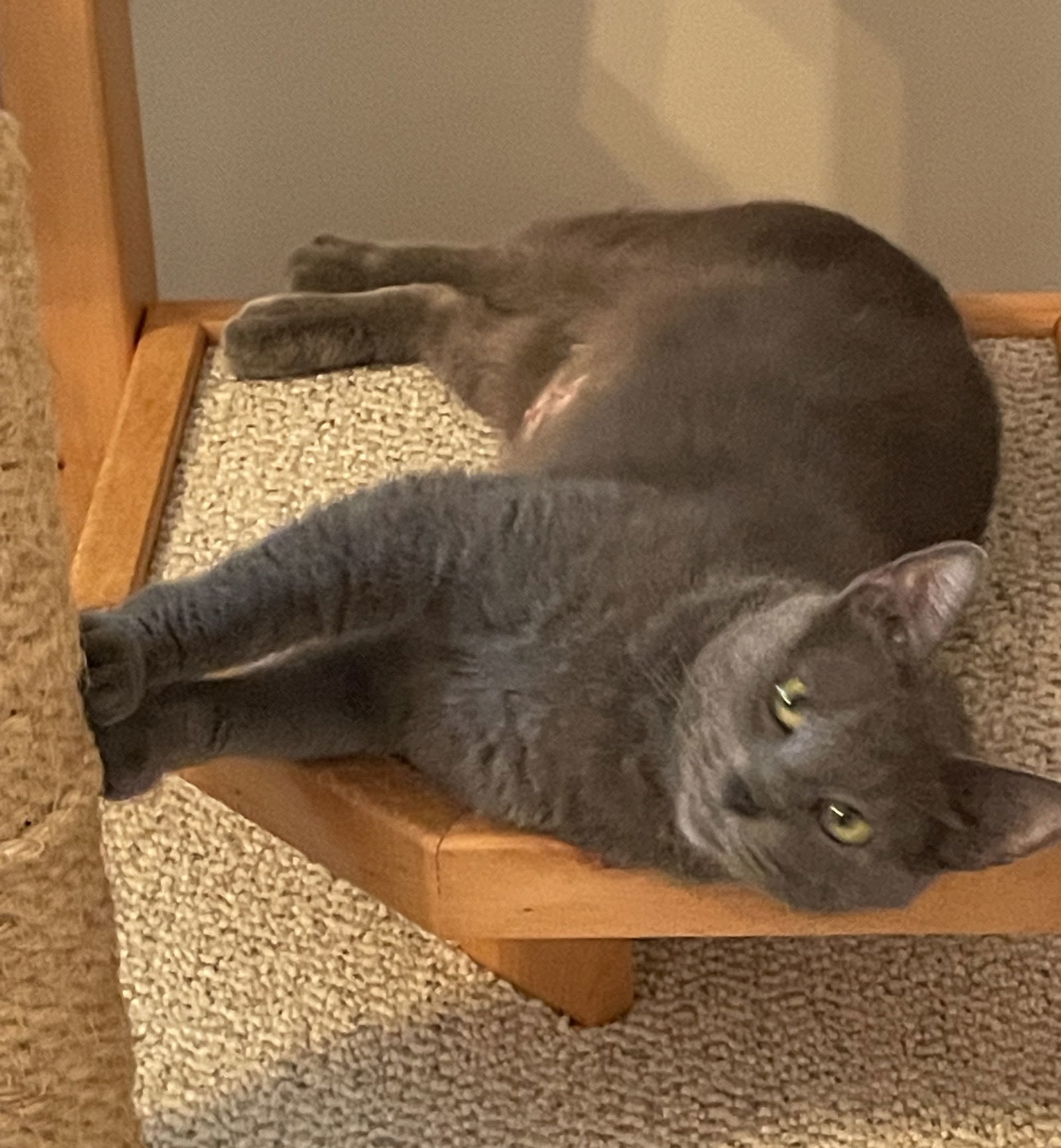 Ashley, an adoptable Domestic Short Hair in Traverse City, MI, 49686 | Photo Image 2