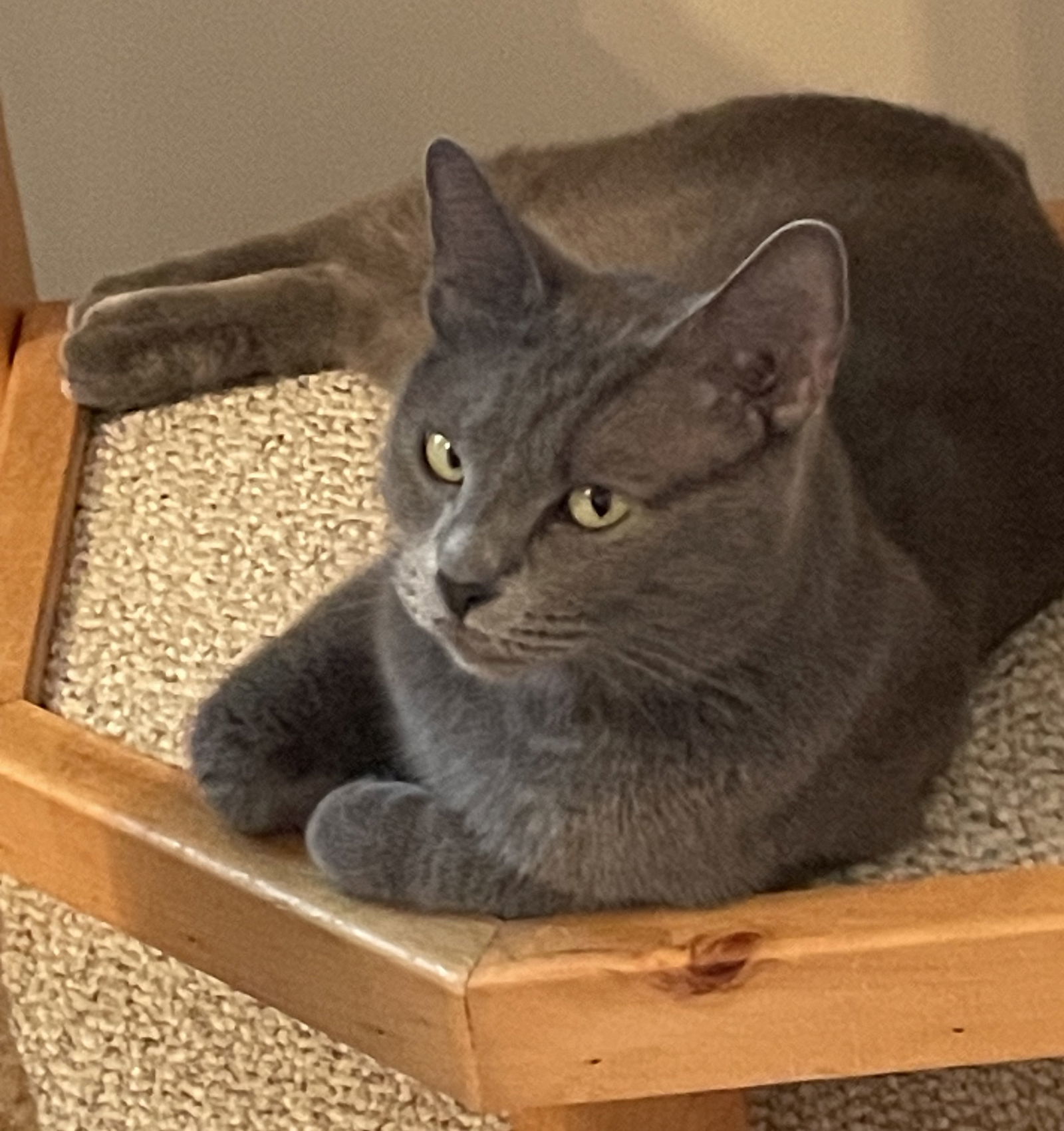 Ashley, an adoptable Domestic Short Hair in Traverse City, MI, 49686 | Photo Image 3