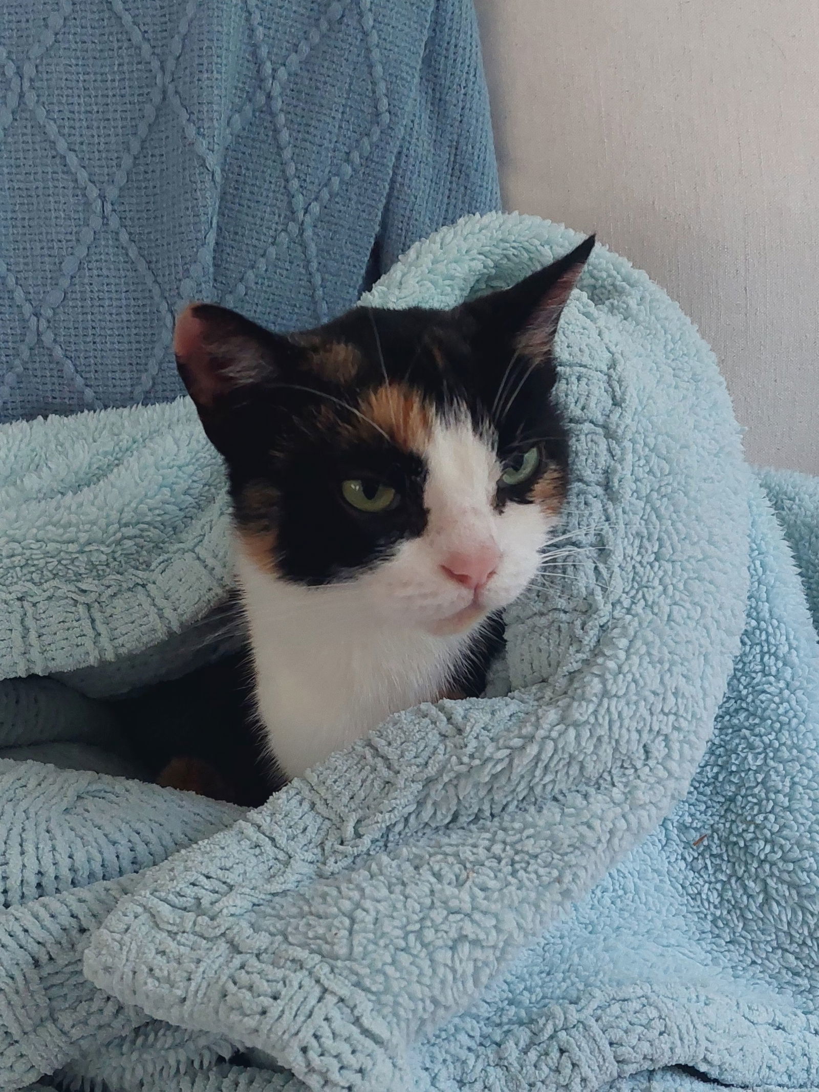 Beatrice, an adoptable Domestic Medium Hair, Calico in Traverse City, MI, 49686 | Photo Image 1