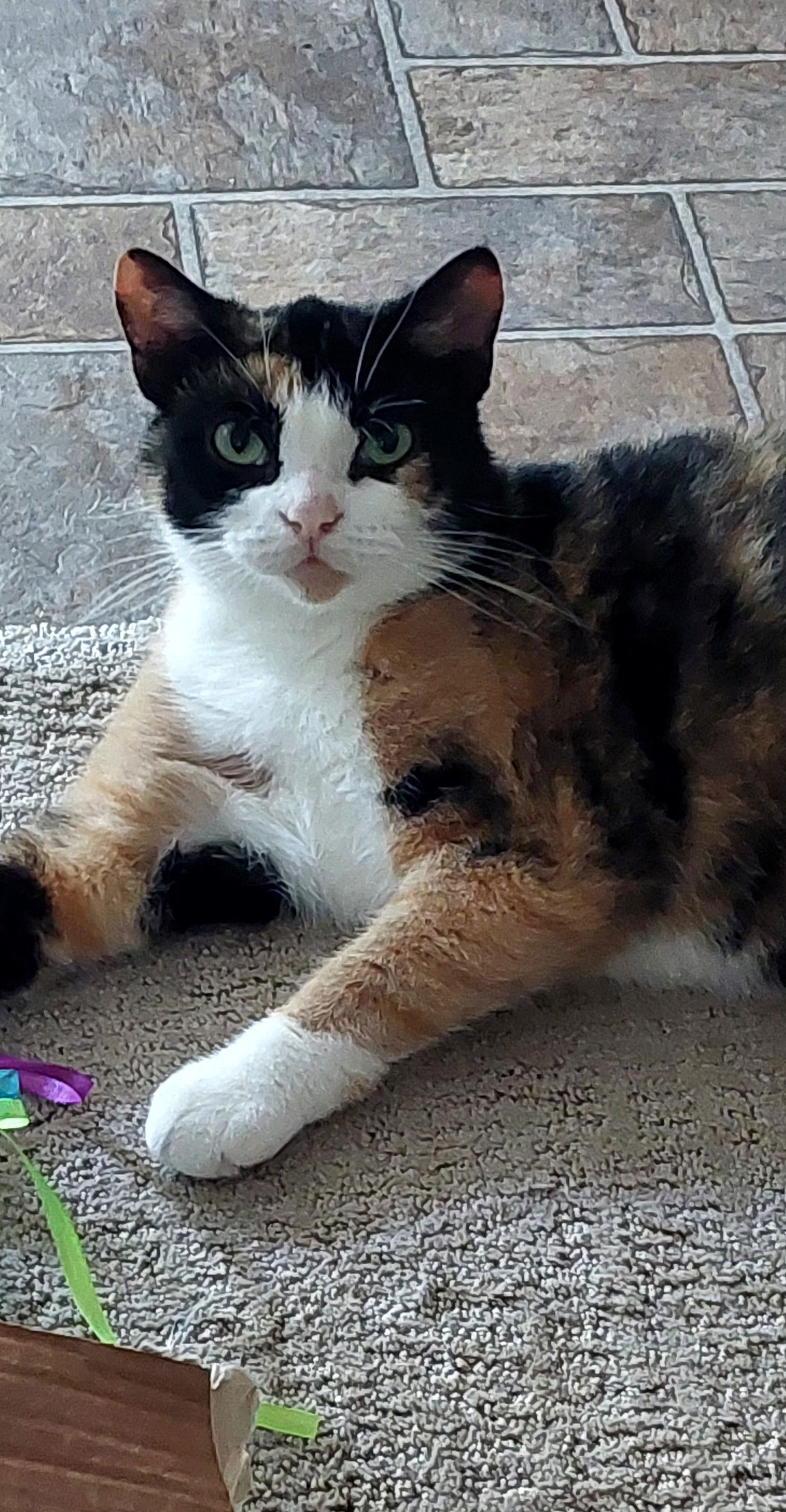 Beatrice, an adoptable Domestic Medium Hair, Calico in Traverse City, MI, 49686 | Photo Image 2